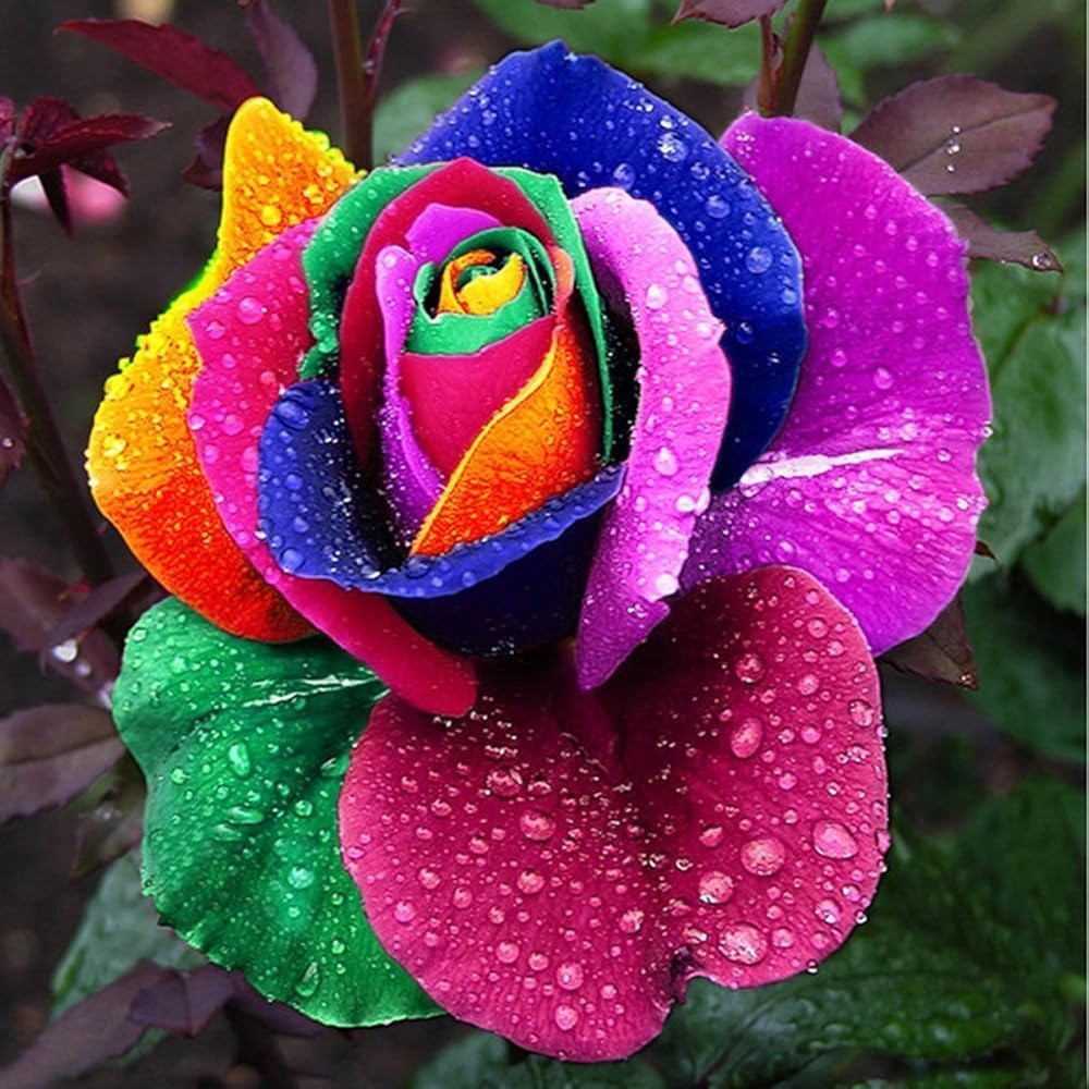 Carpet Creeping rose seeds seedling emergence promises easy start for vibrant borders.