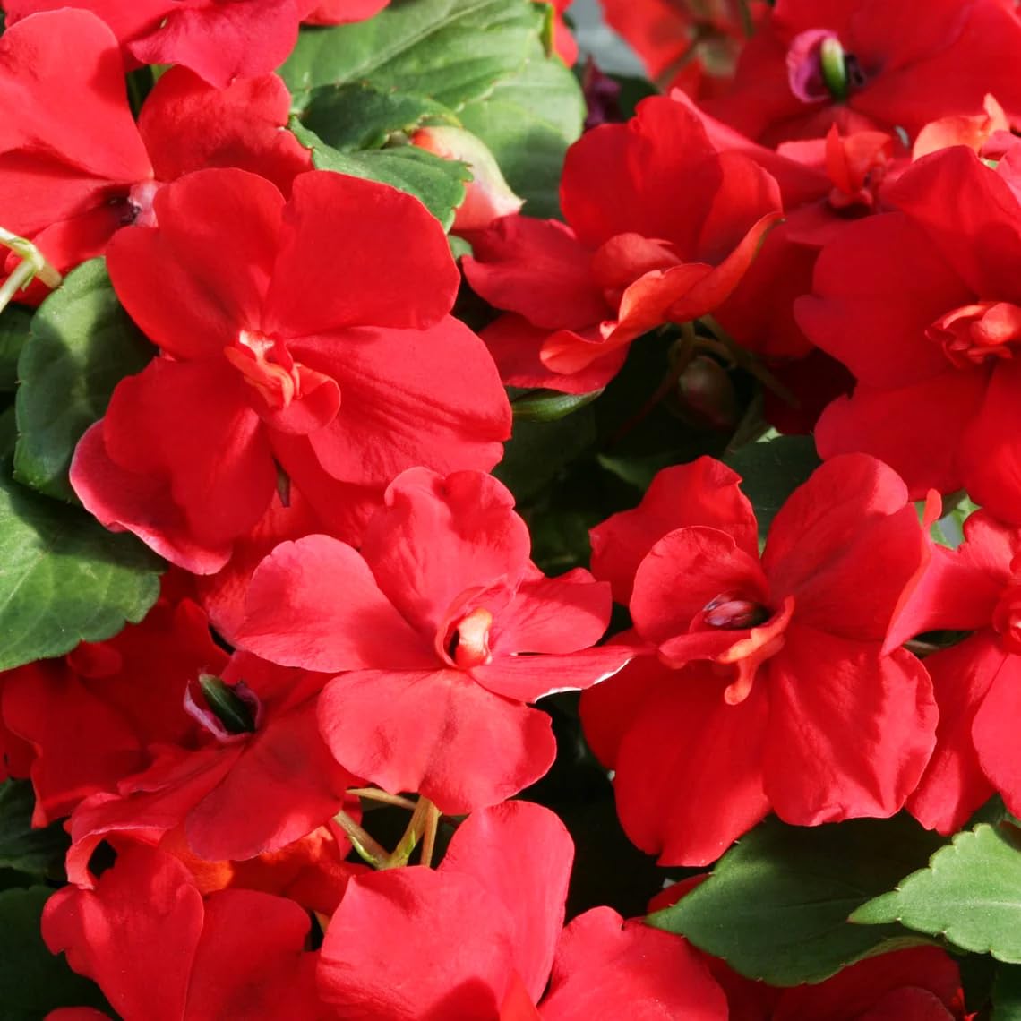 Carpet Creeping shade-tolerant impatiens brighten darker corners with continuous color.