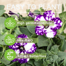Carpet Creeping Spreading habit covers ground, ideal for borders or ground cover.