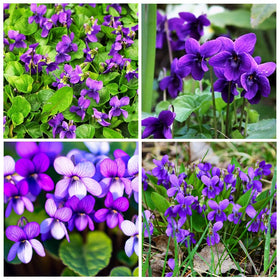 Carpet Creeping violet blooms fragrance enhances sensory garden areas.