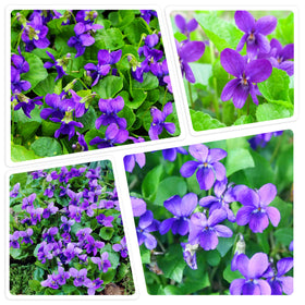 Carpet Creeping violet ground cover forms a lush mat that helps suppress weeds.