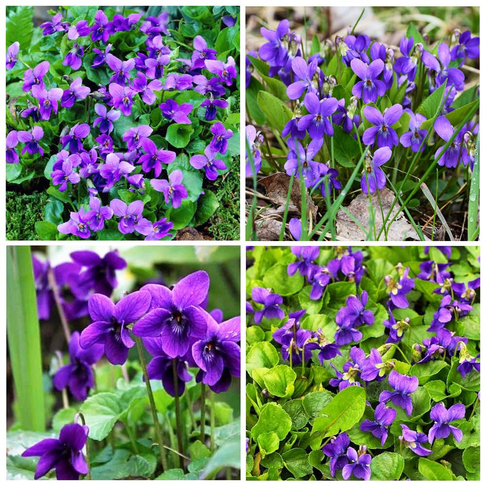 Carpet Creeping sweet violet seeds in mixed colors brighten outdoor beds for color variety.