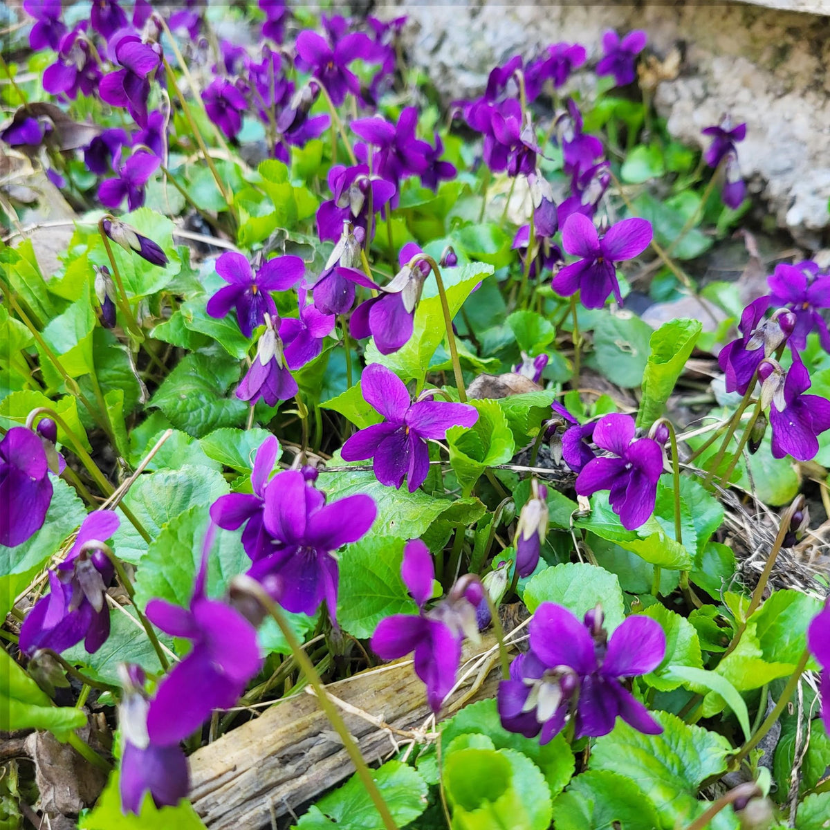 Carpet Creeping violets tolerate shade, ideal under trees and in low light.