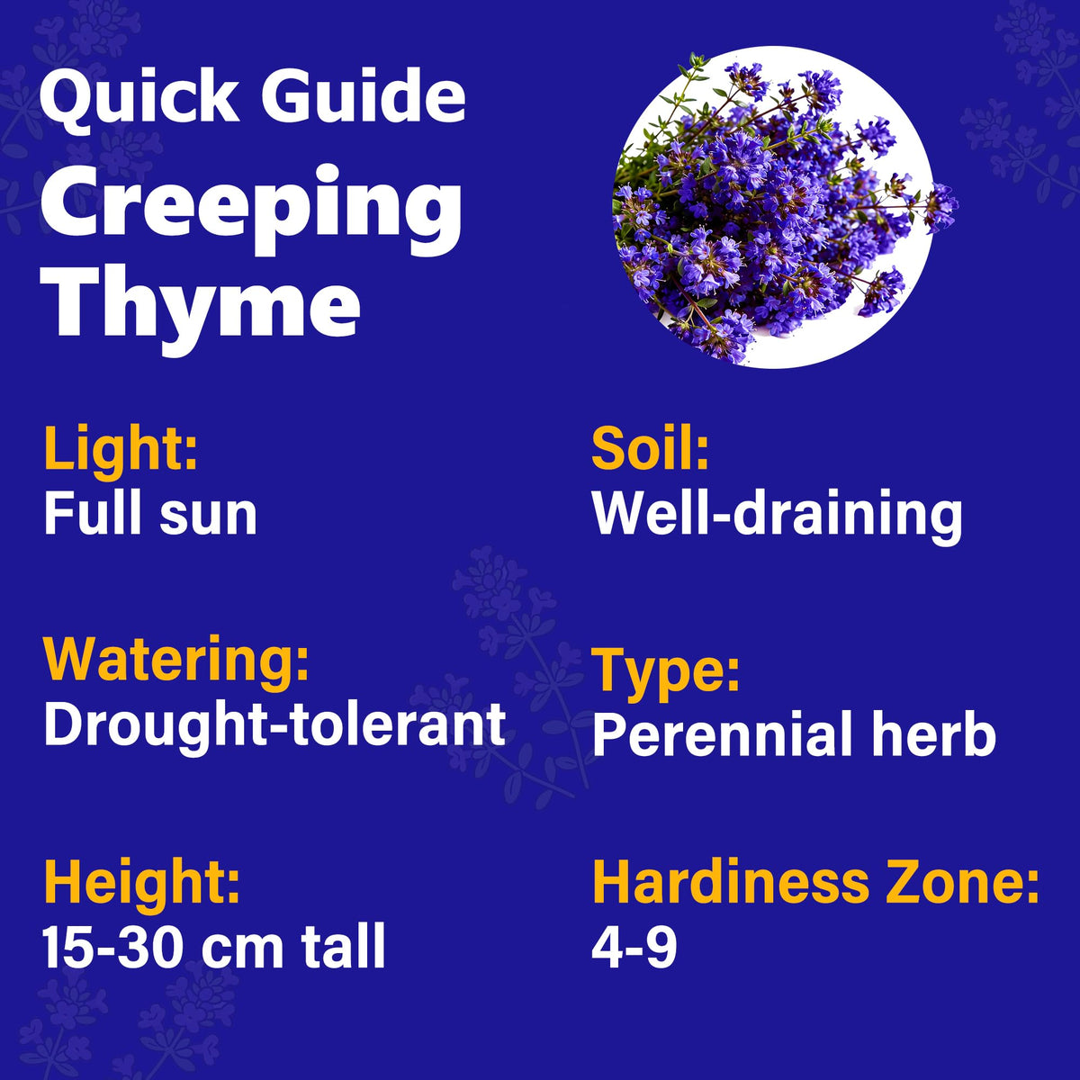 Carpet Creeping Thyme flowering stage highlights aroma and color