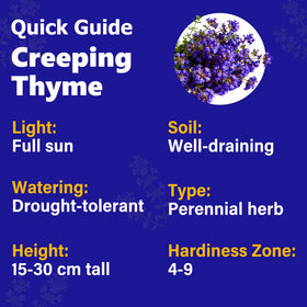 Carpet Creeping Thyme flowering stage highlights aroma and color