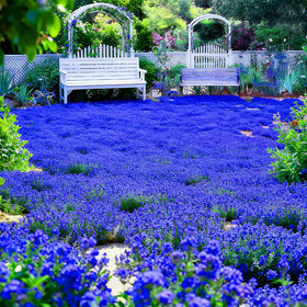 Carpet Creeping thyme in a garden bed, lush ground cover that helps reduce soil erosion.