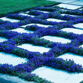 Carpet Creeping Thyme hardening off image showing outdoor transition