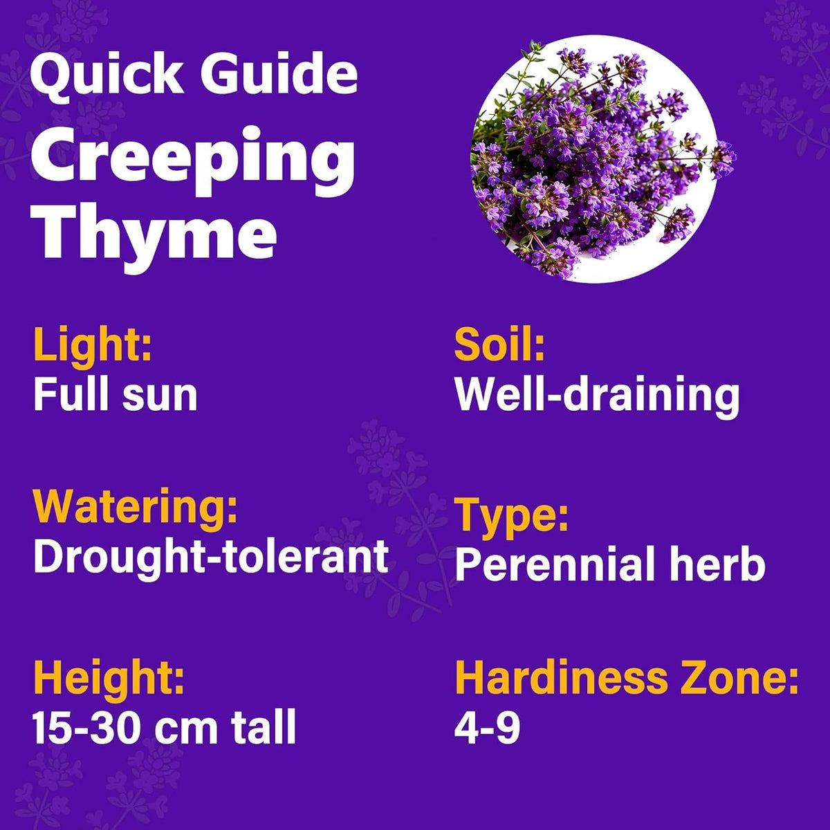 Carpet Creeping Thyme thriving in hot sun, ideal for water-saving landscapes.
