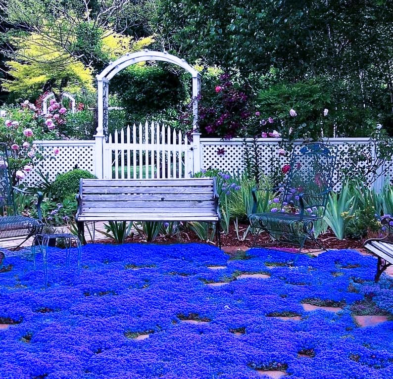 Carpet Creeping Thyme indoors sowing image for early garden preparation