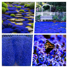 Carpet Creeping Thyme pruning closeup encourages bushier growth