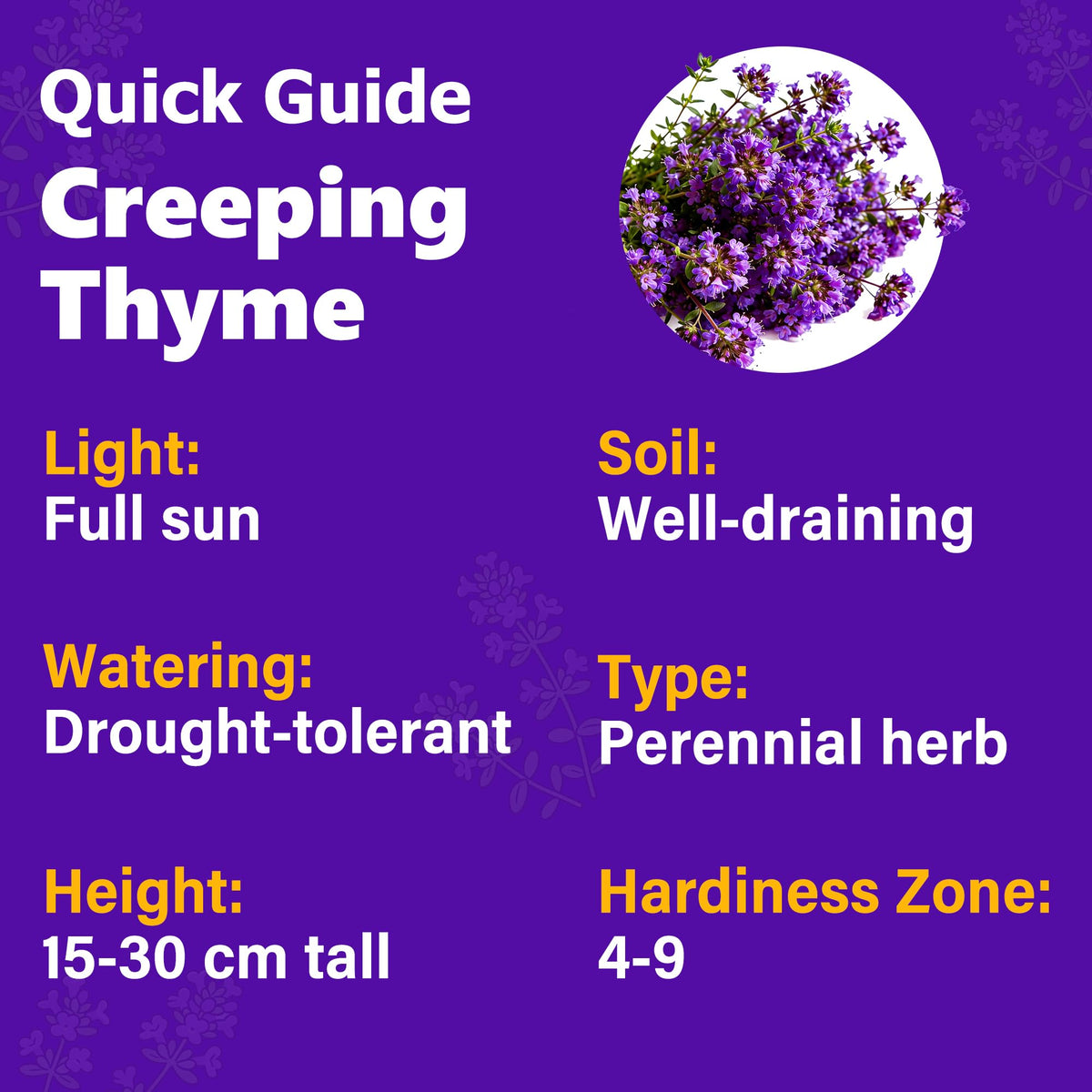 Carpet Creeping thyme seed sowing action demonstrates quick garden start