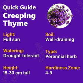 Carpet Creeping thyme seed sowing action demonstrates quick garden start