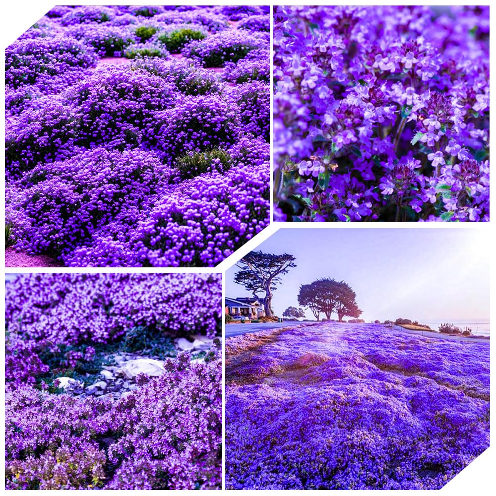 Carpet Creeping thyme seeds packaging for easy planting and home gardens