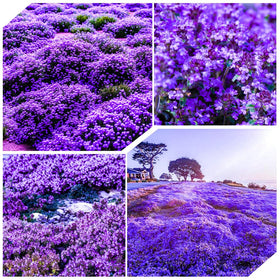 Carpet Creeping thyme seeds packaging for easy planting and home gardens