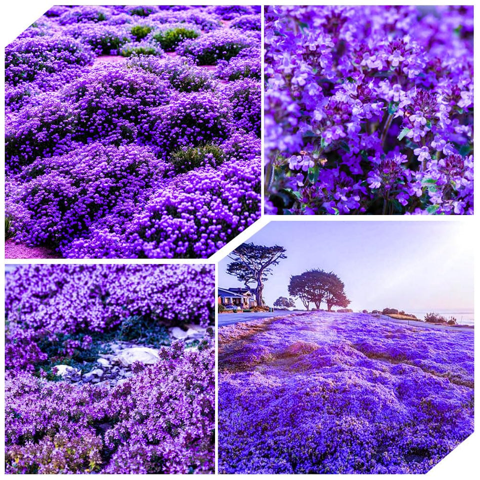 Carpet Creeping thyme seeds packaging for easy planting and home gardens