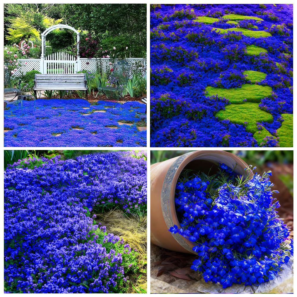 Carpet Creeping Thyme seeds packet closeup for easy, fragrant ground cover