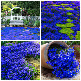 Carpet Creeping Thyme seeds packet closeup for easy, fragrant ground cover