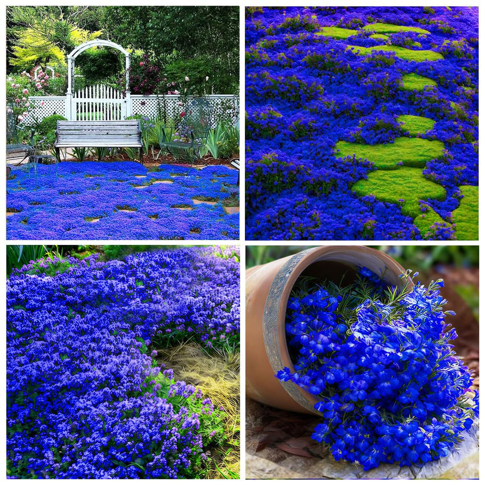 Carpet Creeping Thyme seeds packet closeup for easy, fragrant ground cover