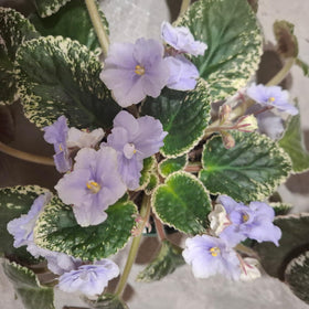 Carpet Creeping variegated African Violet seedling image for compact spaces.