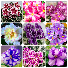 Carpet Creeping variegated African Violet seeds pack for bright windowsills.