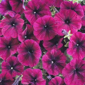 Carpet Creeping Deep velvety purple petunia blooms add dramatic color to beds.