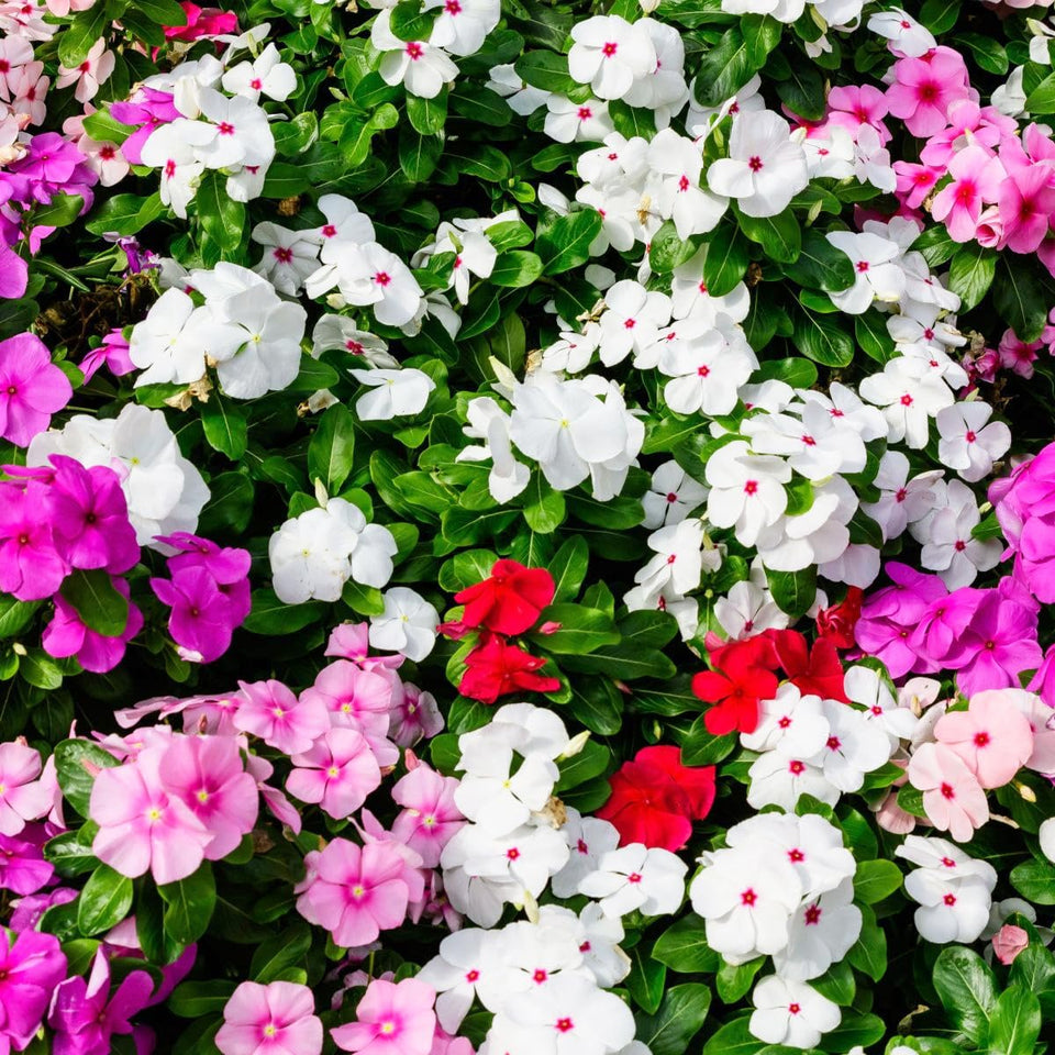 Carpet Creeping vinca seeds packaging shows easy handling for beginners.
