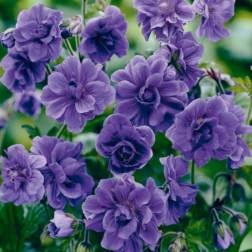 Carpet Creeping violet double geranium seeds for beds attract pollinators.
