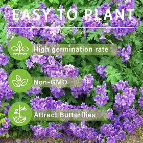 Carpet Creeping violet double geranium seeds ready for container planting.