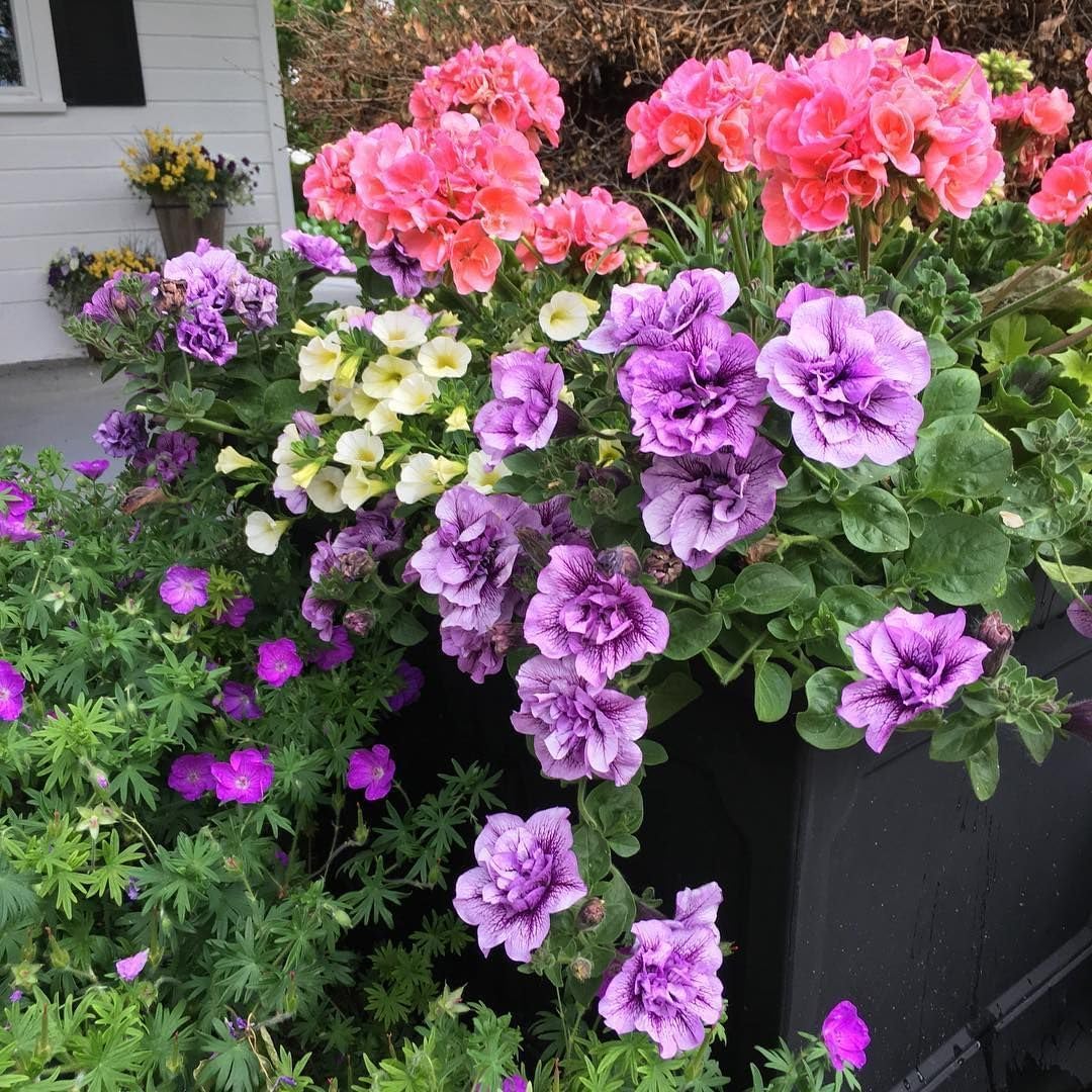 Carpet Creeping violet double geranium seeds bloom in borders for color.