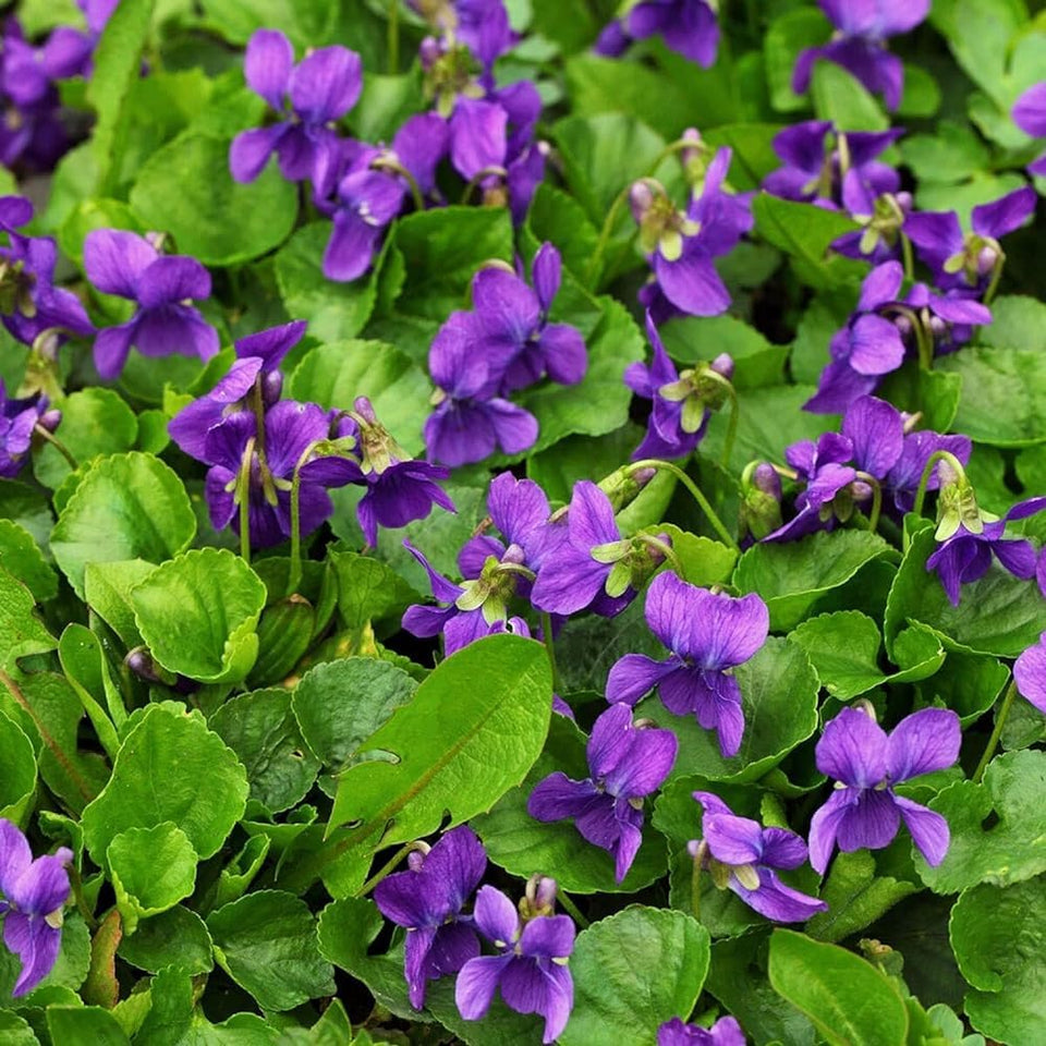 Carpet Creeping Sweet Violet seed packet shows compact blooms for borders.