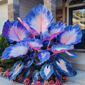 Indoor Caladium pot display using Carpet Creeping seeds for shade decor.