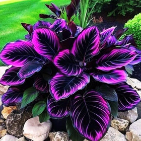 Vibrant Caladium leaves in garden with Carpet Creeping color boost.
