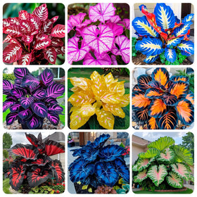 Carpet Creeping Caladium seeds packaging image showing premium non-GMO heirloom quality for gardens.
