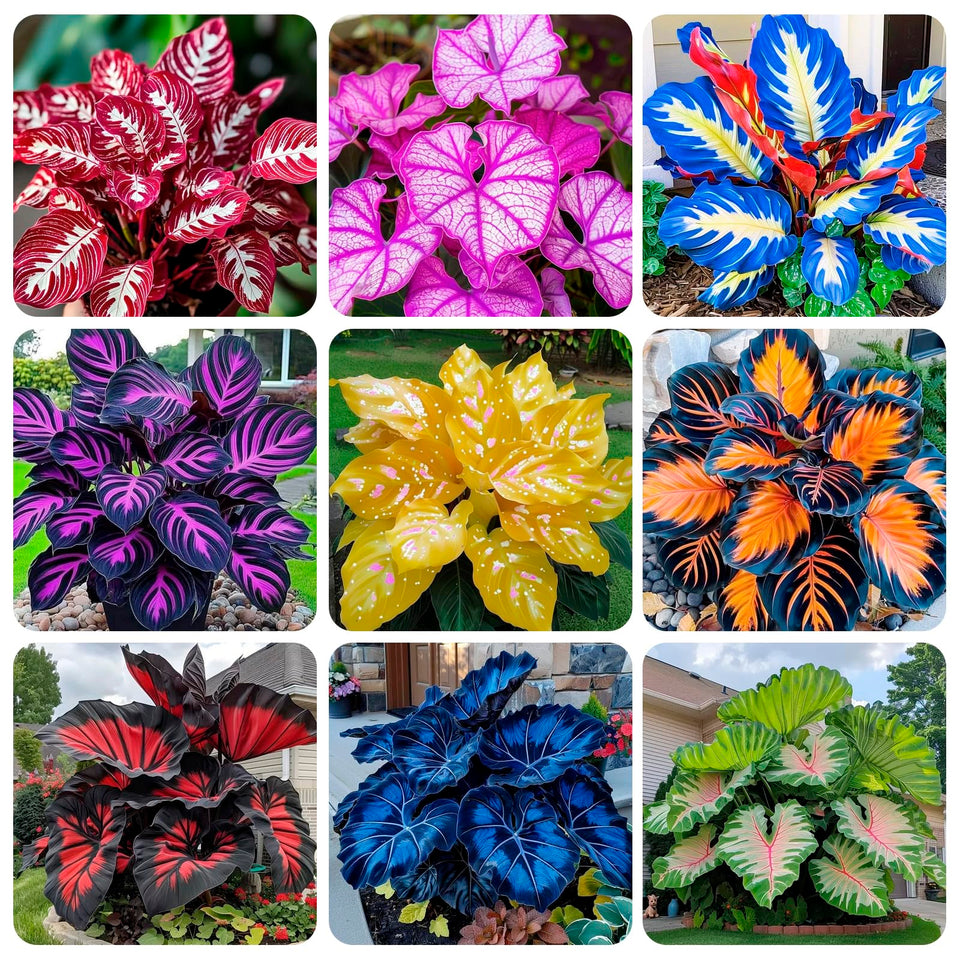 Carpet Creeping Caladium seeds packaging image showing premium non-GMO heirloom quality for gardens.