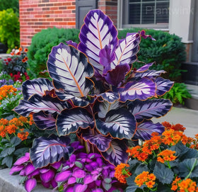 Shaded garden bed featuring Caladium from Carpet Creeping for tropical contrast.