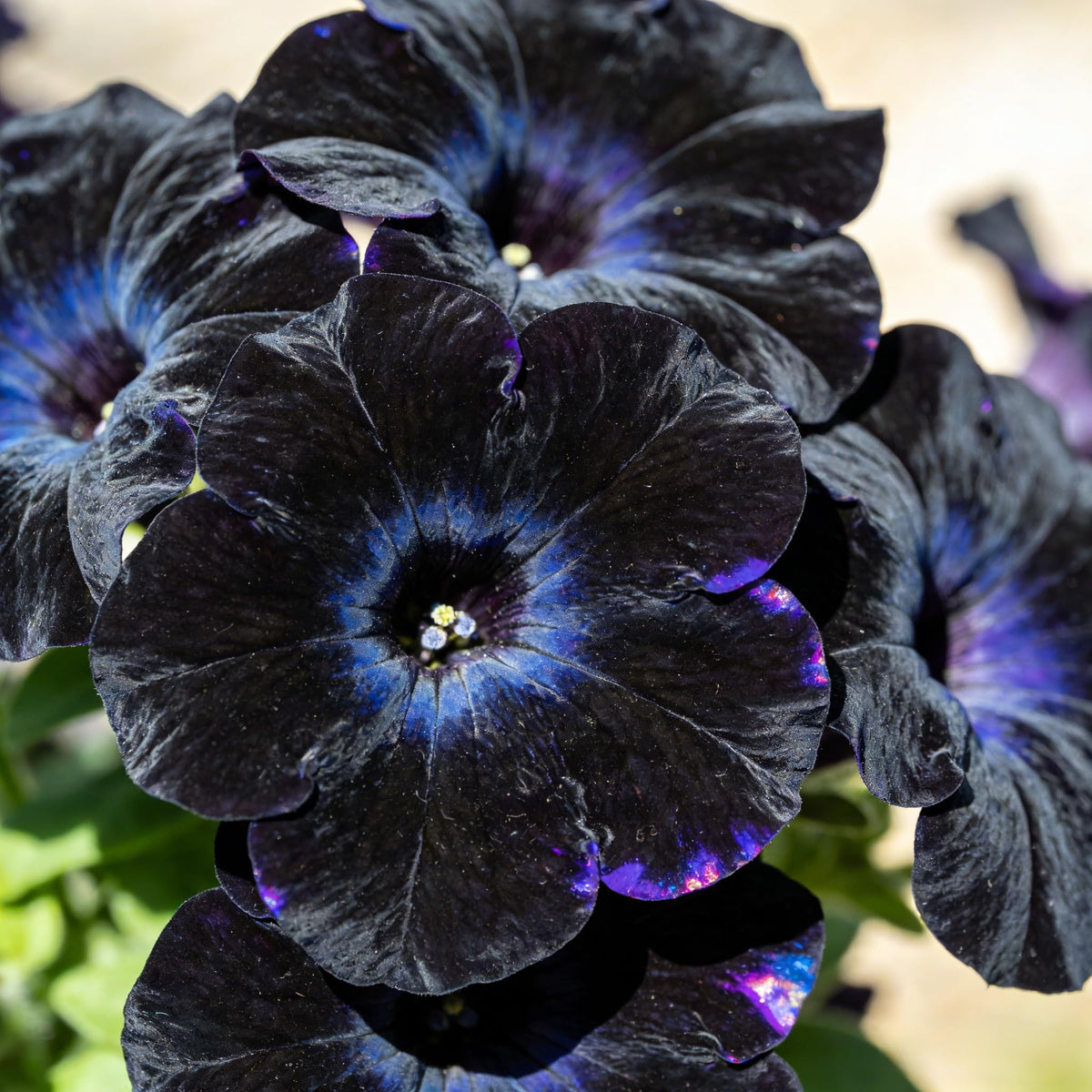 CarpetC 300+ Black Petunia ideal for home gardeners and borders