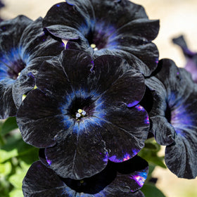 CarpetC 300+ Black Petunia ideal for home gardeners and borders
