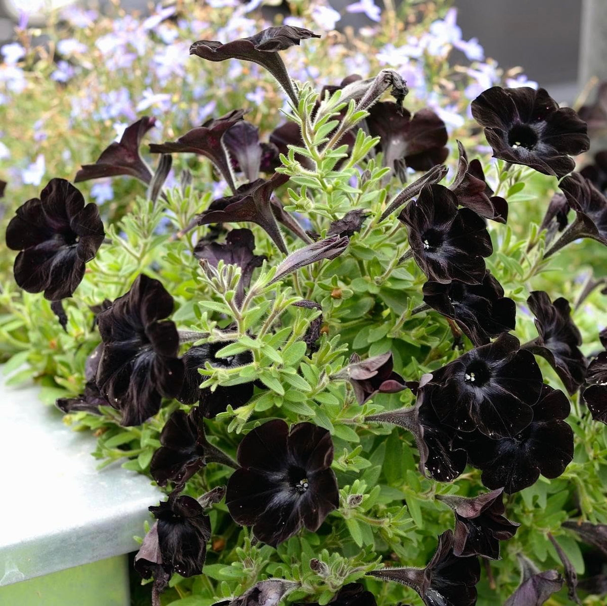CarpetC 300+ Black Petunia thrives in full sun and hot conditions