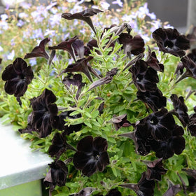 CarpetC 300+ Black Petunia thrives in full sun and hot conditions