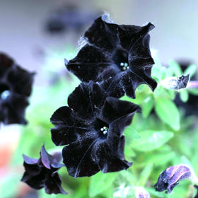 CarpetC trailing growth ideal for hanging baskets and window boxes