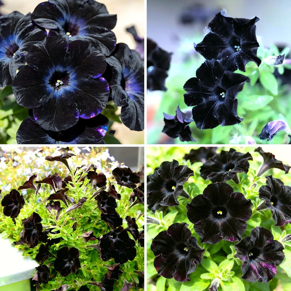 CarpetC 300+ Black Petunia velvety blooms add dramatic color to containers