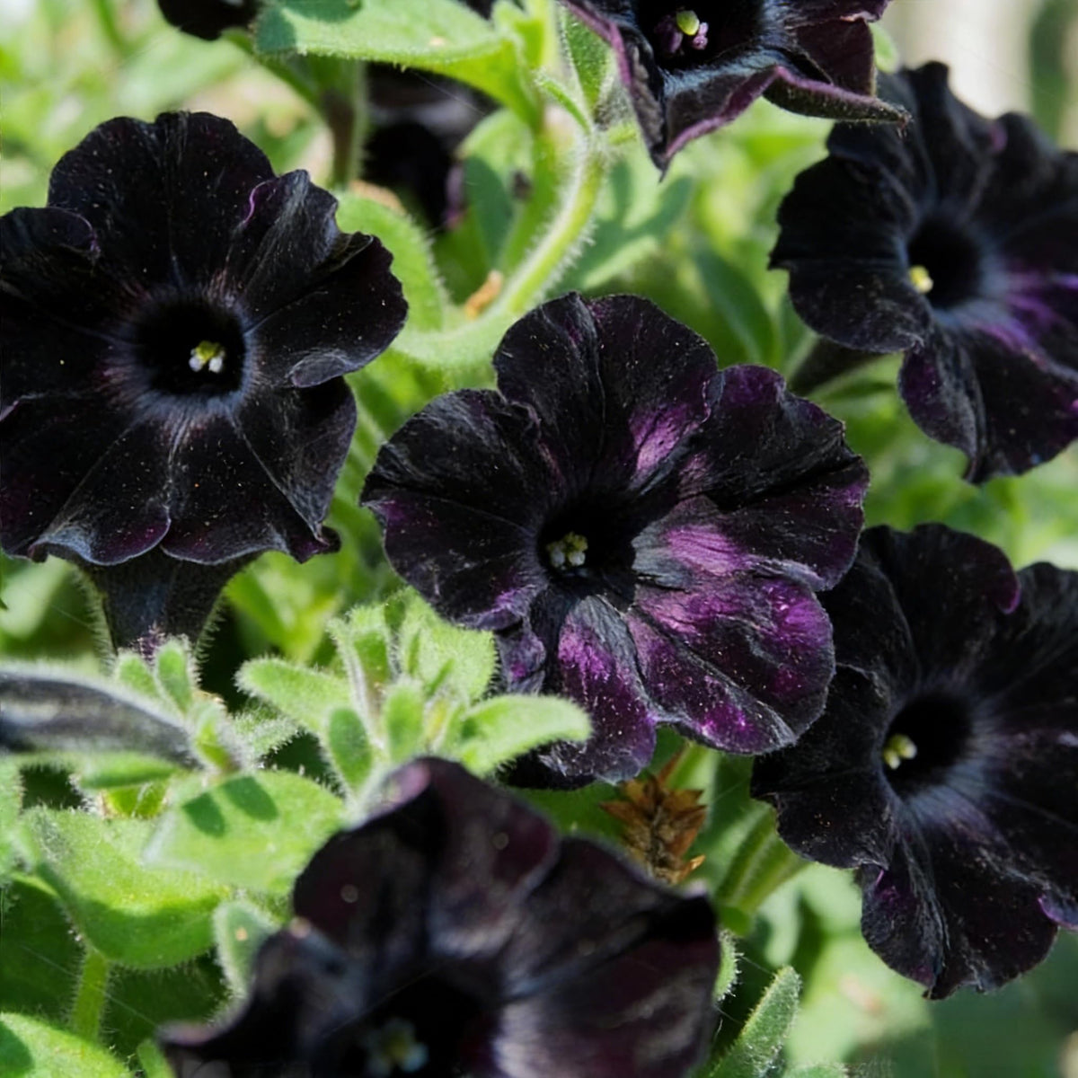 CarpetC seeds prefer well-drained soil with even moisture