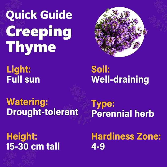 Carpet Creeping Thyme flowers adding beauty and biodiversity to garden.