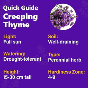 Carpet Creeping Thyme flowers adding beauty and biodiversity to garden.