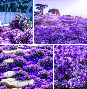 Carpet Creeping Thyme thriving in outdoor garden for year-round color.