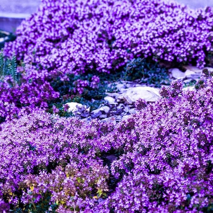 Carpet Creeping Thyme on a sunny indoor windowsill.