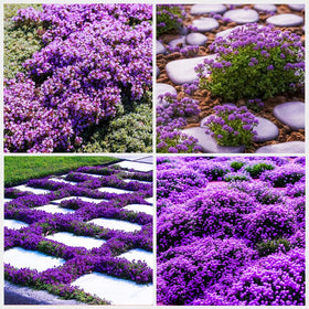 Carpet Creeping Thyme seeds close-up for drought-tolerant ground cover.