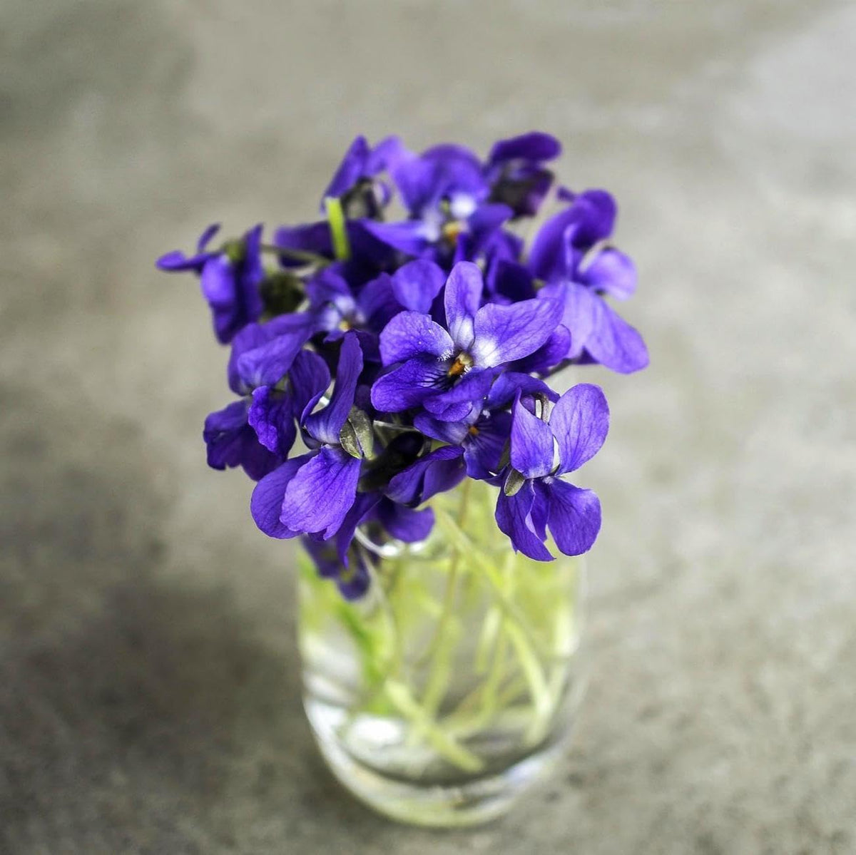 Carpet Creeping delicate purple flowers signal early spring blooms.