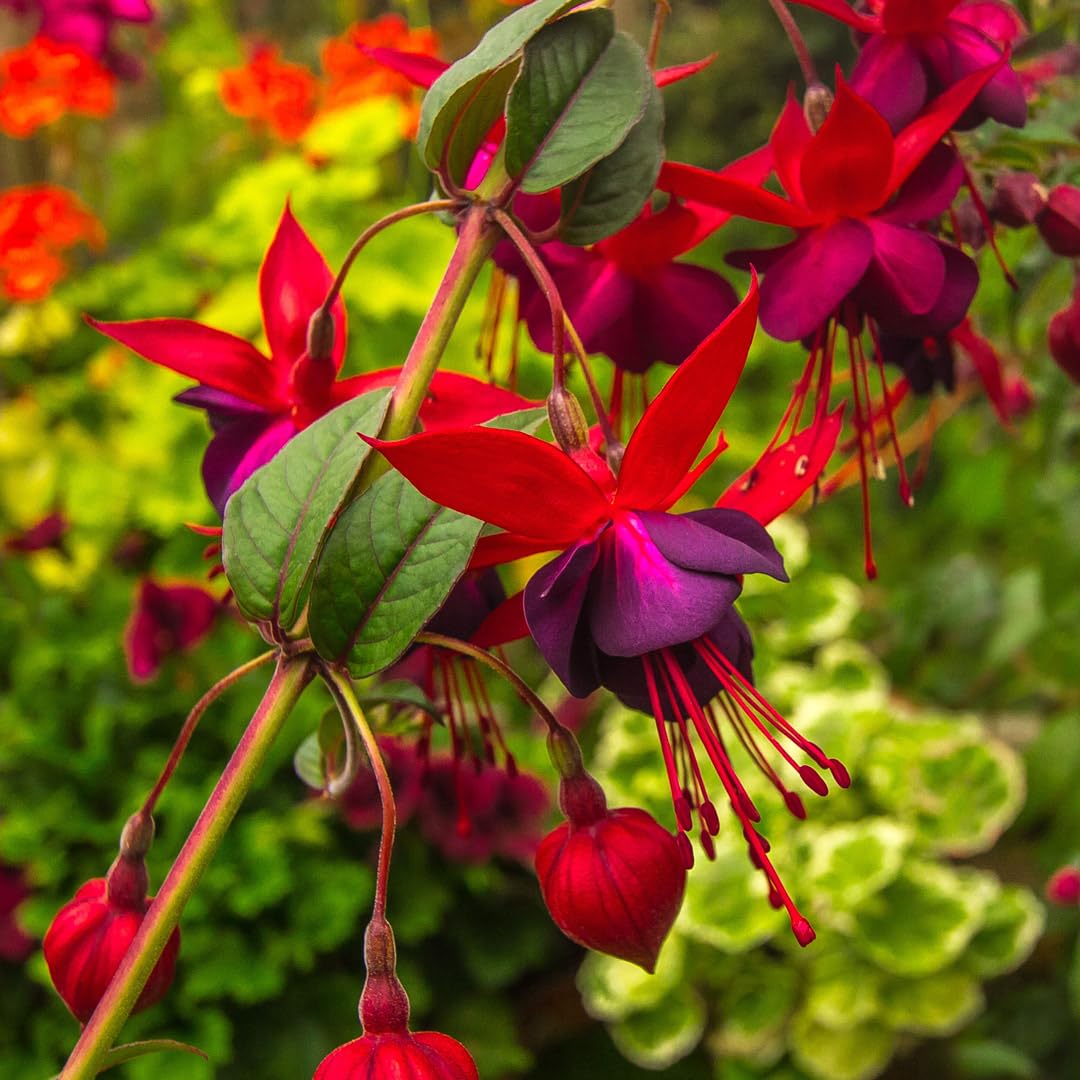 Carpet Creeping seeds support continuous blooms from summer to frost.