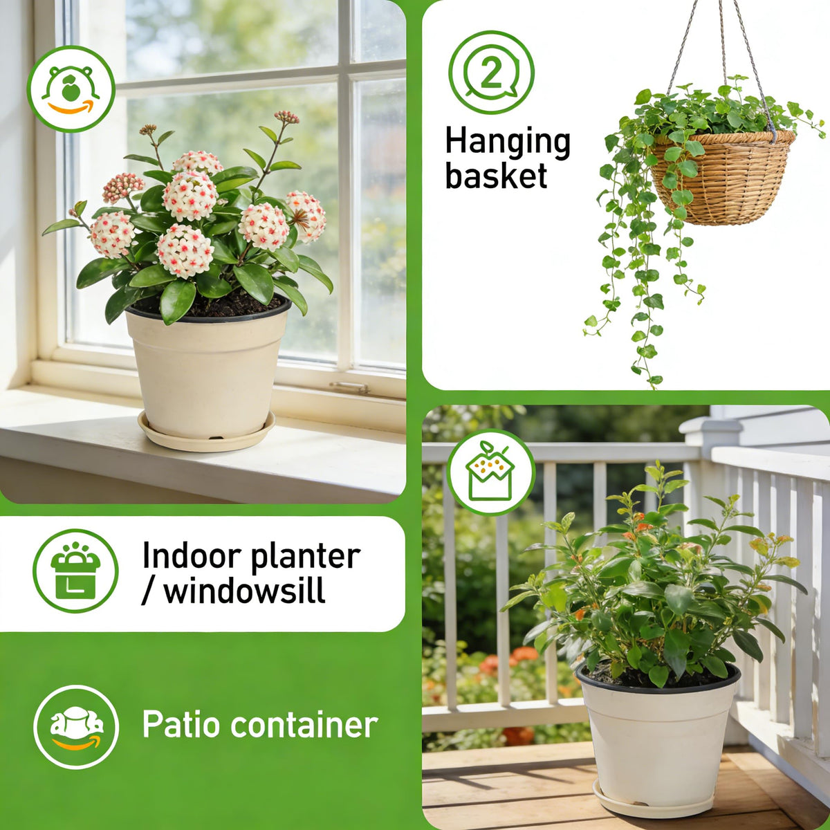 CarpetC hanging basket display featuring graceful trailing vines.